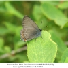 satyrium ilicis daghestan male